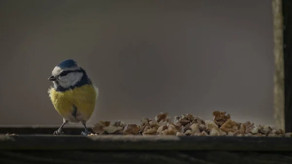Tit Mouse Bird Bird Feeder Nuts Sunny Spring Fresh Morning — Photo