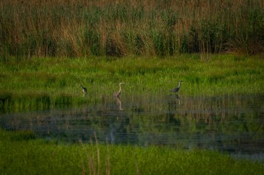 Ördek ve balıkçıllar Lednice kasabasının yakınındaki gölette güneşli bir bahar sabahı