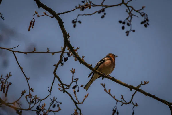 Färg Våren Fågel Träd Utan Blad Soligt Blå Fräsch Morgon — Stockfoto