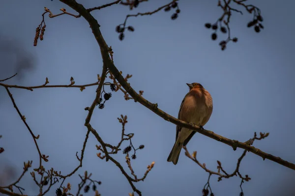 Warna Burung Musim Semi Pohon Tanpa Daun Pagi Biru Cerah — Stok Foto