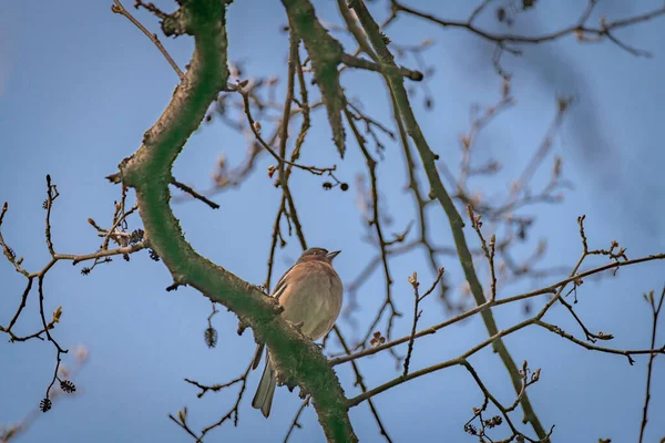 Warna Burung Musim Semi Pohon Tanpa Daun Pagi Biru Cerah — Stok Foto