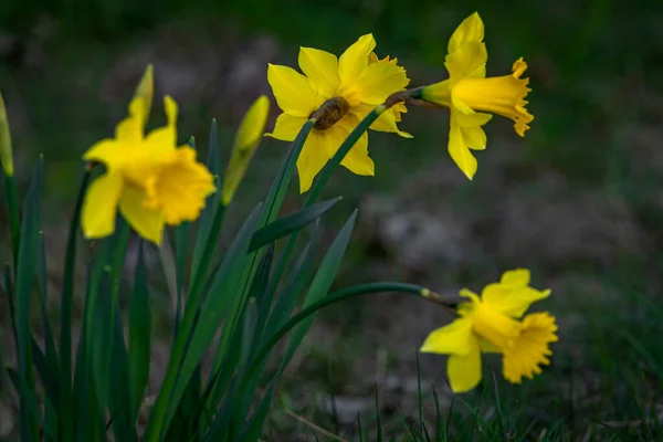 Žluté Květy Zelenými Kožíšky Blízkosti Zříceniny Domu Krkonoších Večerních Hodinách — Stock fotografie