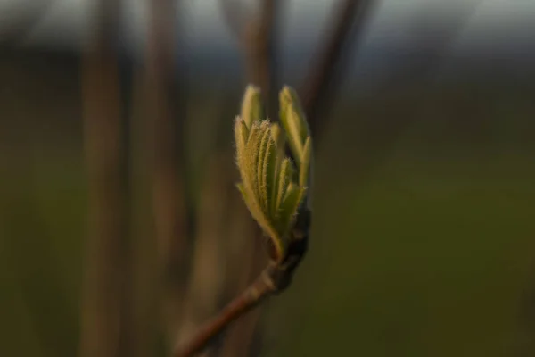 Молодые Цветут Дереве Весной Солнечным Свежим Вечером Цветных Горах — стоковое фото