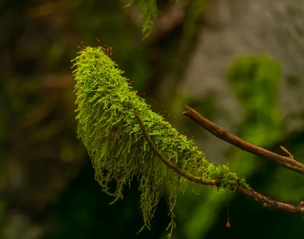 stock image Green moss on branch near Lesni creek in Sumava national park in spring fresh day