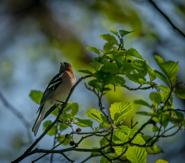 在阳光明媚 清澈的早晨 没有叶子的树上有彩色的春天鸟 — 图库照片