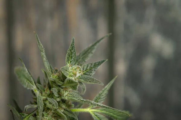 Nordlichter Sorte Marihuana Blume Mit Reifer Grüner Blüte — Stockfoto