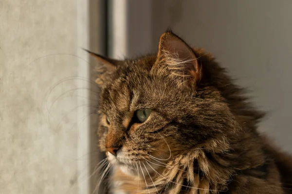 Kirli Pencerenin Yanında Büyük Kulakları Olan Güzel Bir Tekir Kedi — Stok fotoğraf