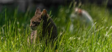 Tekir kıvrımlı ağızlı, yeşil baharda erkek kedi. Parlak gözlü taze ot.