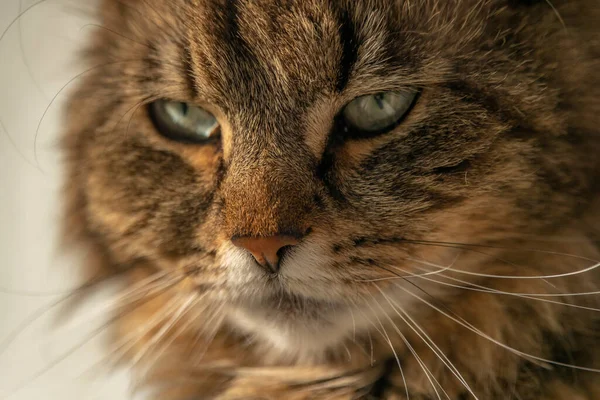 Žena Krásná Tabby Kočka Velkýma Ušima Blízkosti Špinavé Okno Uvnitř — Stock fotografie