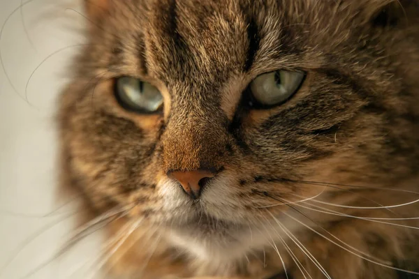 Θηλυκό Όμορφο Tabby Γάτα Μεγάλα Αυτιά Κοντά Βρώμικο Παράθυρο Εσωτερικό — Φωτογραφία Αρχείου