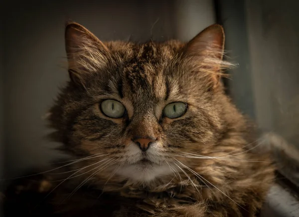 Θηλυκό Όμορφο Tabby Γάτα Μεγάλα Αυτιά Κοντά Βρώμικο Παράθυρο Εσωτερικό — Φωτογραφία Αρχείου