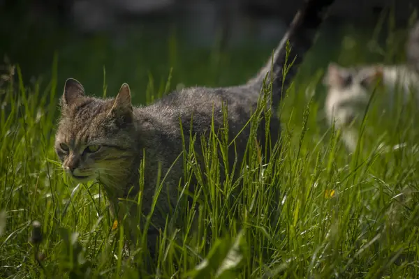 Tabby Zakřivená Ústa Samec Kočka Zeleném Jaru Čerstvá Tráva Zářícíma — Stock fotografie
