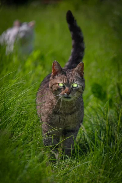Tabby Curved Mouth Male Cat Green Spring Fresh Grass Shining — Stock Photo, Image