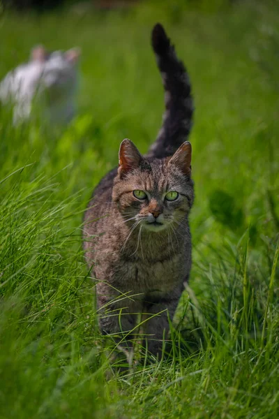 Tabby curved mouth male cat in green spring fresh grass with shining eyes