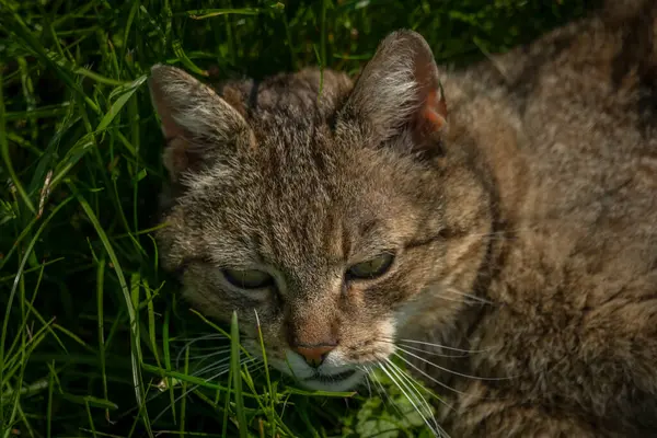 Tabby Κυρτό Στόμα Αρσενική Γάτα Πράσινο Φρέσκο Γρασίδι Άνοιξη Λαμπερά — Φωτογραφία Αρχείου