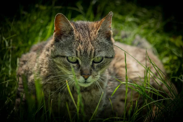 Tabby Gebogenes Maul Rüde Grünem Frühlingshaftem Gras Mit Leuchtenden Augen — Stockfoto