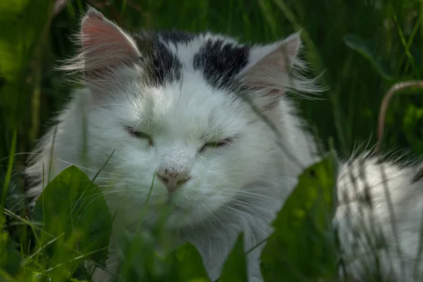 Muž Kočka Velký Portrét Hlava Bílými Chlupy Jaře Zelené Čerstvé — Stock fotografie
