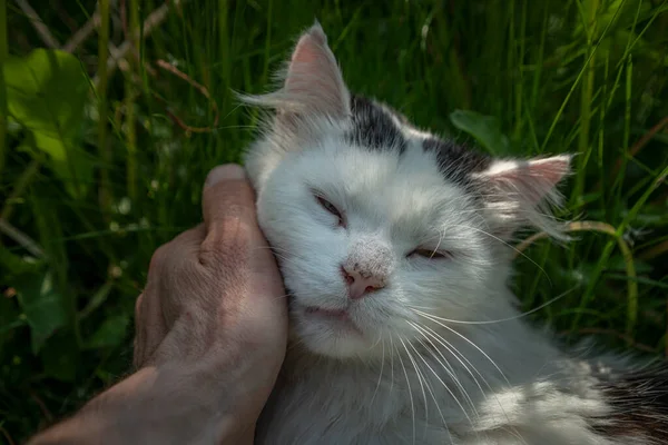 Male White Cat Portrait Green Grass Male Red Hand — Stock Photo, Image