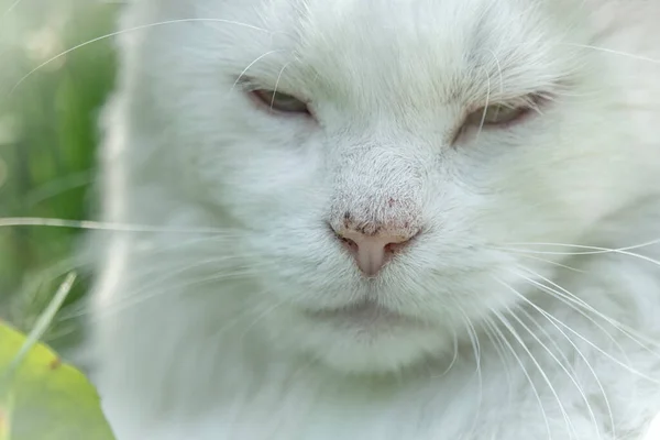 Rüde Katze Großer Porträtkopf Mit Weißen Haaren Auf Frühlingshafter Frischer — Stockfoto