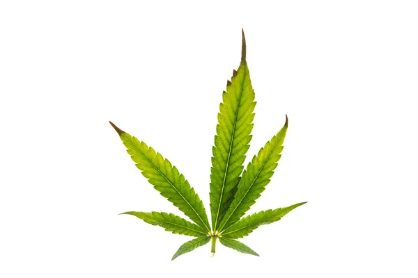 Ill Suchy Kolor Liść Marihuany Białym Brudnym Tle — Zdjęcie stockowe