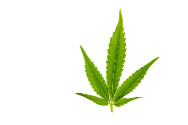 Beyaz kirli arka planı olan kuru renkli marihuana yaprağı