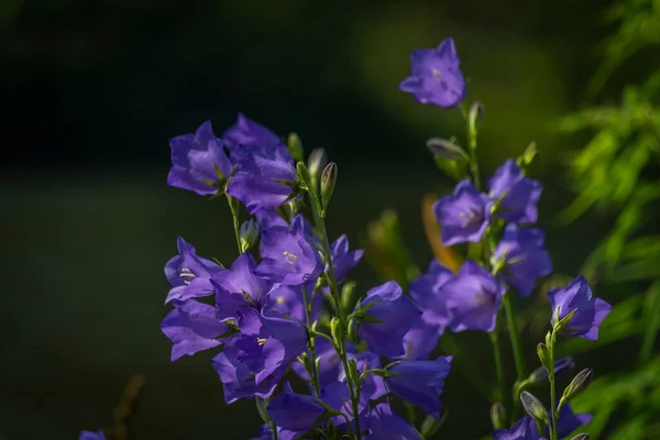 Fiore Campana Viola Blu Con Erba Verde Sole Vicino All — Foto Stock