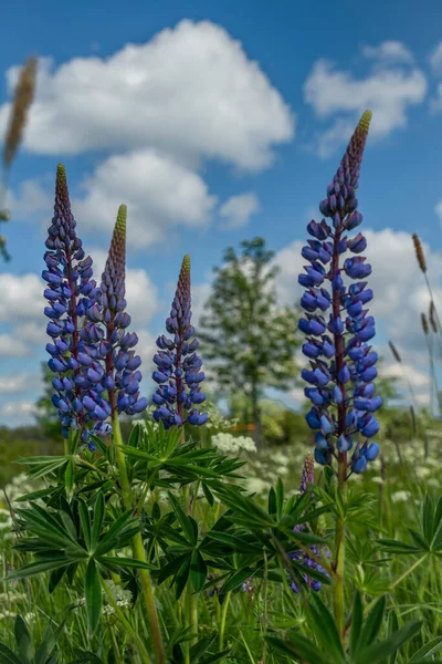 Mavi Menekşe Çiçekleri Yeşil Yapraklı Lupinus Çiçekleri Beyaz Bulutlu Sabah — Stok fotoğraf