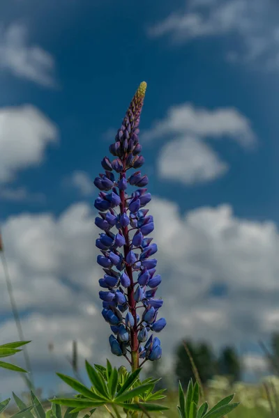緑の葉と白い曇りの朝の空を持つルピナスの花の青と紫の花 — ストック写真