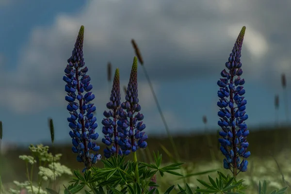 緑の葉と白い曇りの朝の空を持つルピナスの花の青と紫の花 — ストック写真