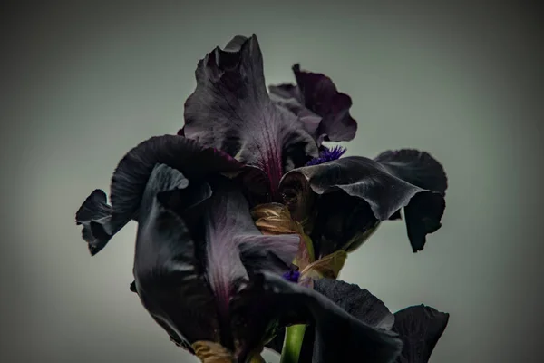 Iris Blomma Med Violblad Blomma Grumlig Färsk Grå Dag Stora — Stockfoto