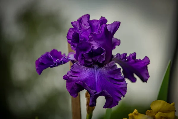 Flor Iris Con Flor Violeta Día Gris Fresco Nublado Grandes —  Fotos de Stock