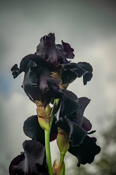 Fiore Iris Con Fiore Viola Nuvoloso Giorno Grigio Fresco Grandi — Foto Stock