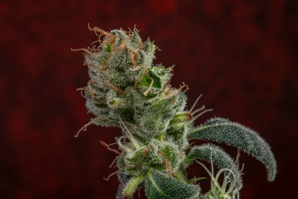 Odrůda Marihuany Květ Zelenými Květy Tmavě Červené Pozadí — Stock fotografie