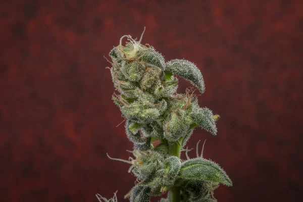 有绿色花和深红色背景的各种大麻花 — 图库照片