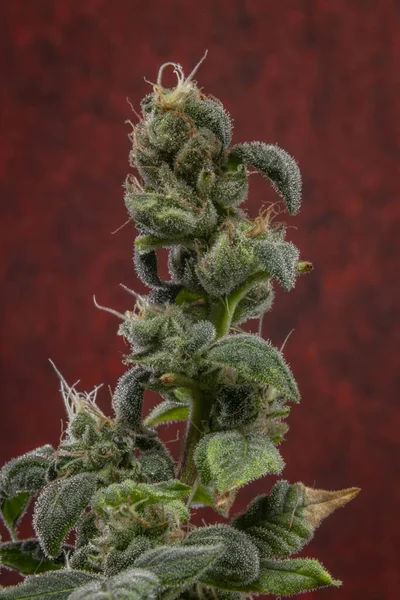 Różnorodność Kwiatów Marihuany Zielonymi Kwiatami Ciemnoczerwonym Tłem — Zdjęcie stockowe