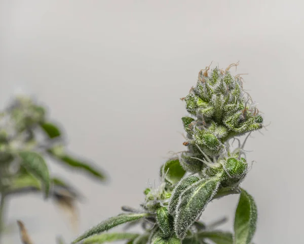 Różnorodność Kwiatów Marihuany Zielonymi Kwiatami Ciemnobiałym Tłem — Zdjęcie stockowe