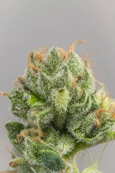 Yeşil Çiçekli Koyu Beyaz Arka Planlı Çeşitli Marihuana Çiçekleri — Stok fotoğraf