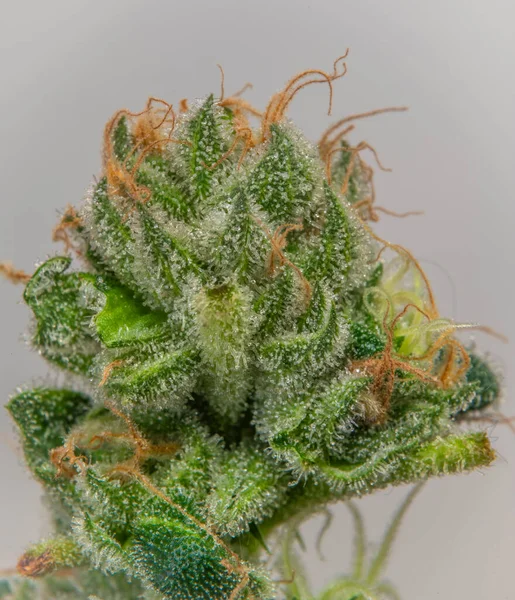 Variëteit Van Marihuana Bloem Met Groene Bloesems Donkerwitte Achtergrond — Stockfoto