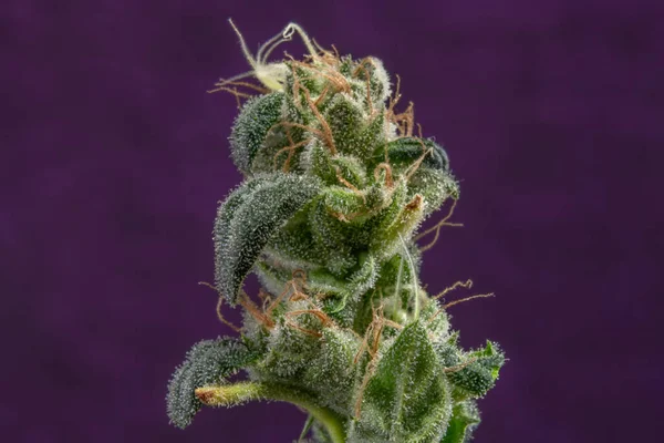 緑の花と濃い紫色の背景のマリファナの花の品種 — ストック写真