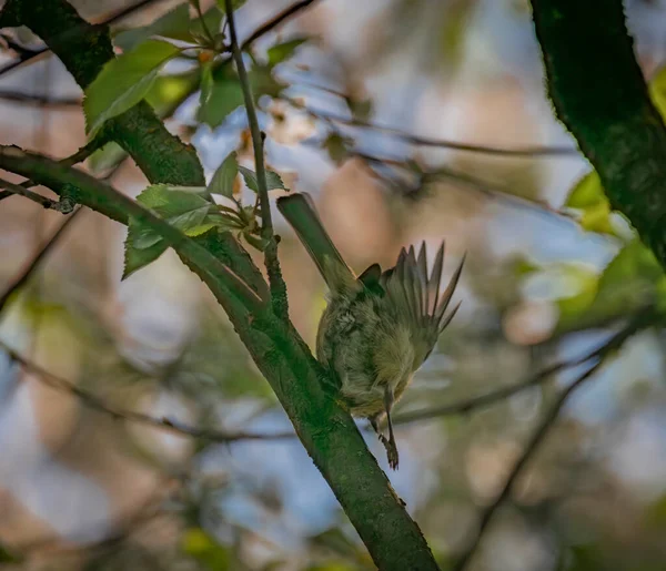 Літаюча Цицьки Миша Птах Світлому Дереві Сонячний Весняний Свіжий Ранок — стокове фото