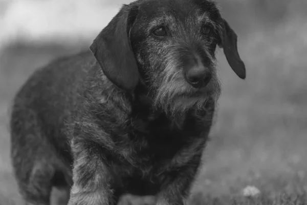 草地上的老獾狗的黑白照片 — 图库照片