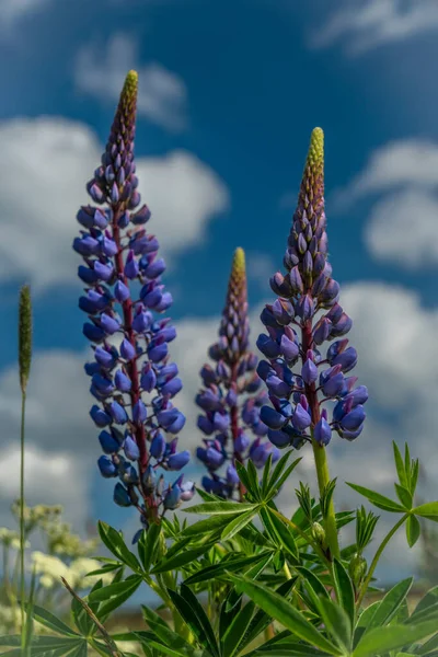 Blaue Und Violette Blüte Der Lupinusblume Mit Grünen Blättern Und — Stockfoto