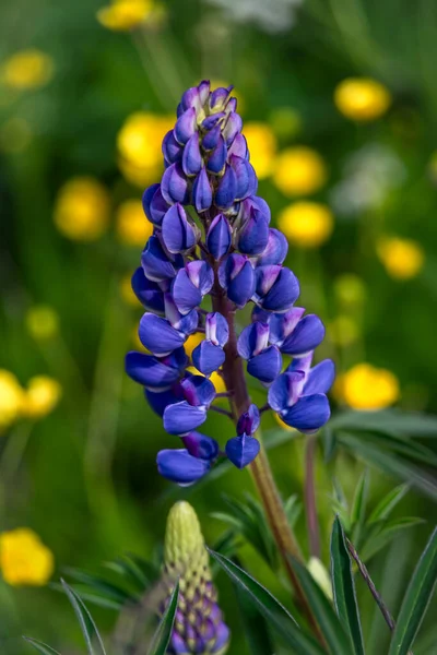 Blå Fiolett Blomst Lupinus Blomst Med Grønne Blader Hvit Uklar – stockfoto