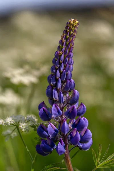 Flor Azul Violeta Flor Lupinus Con Hojas Verdes Cielo Nublado — Foto de Stock