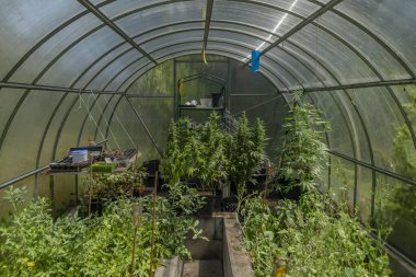 Güneşli sıcak yazın ortasında serada olgunlaşmış marihuana otomatiği.
