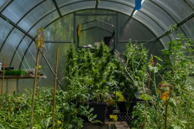 Güneşli sıcak yazın ortasında serada olgunlaşmış marihuana otomatiği.