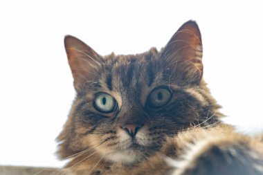 Yeşil gözlü ve uzun kulaklı tekir kahverengi dişi kedi.