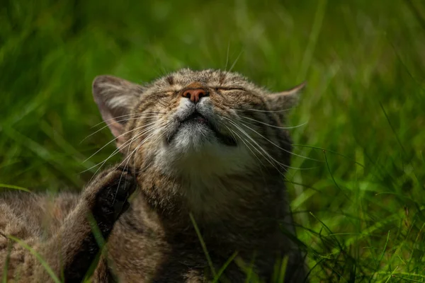 Curved Στόμα Αρσενικό Γάτα Στο Πράσινο Λιβάδι Γρασίδι Καλοκαίρι Ηλιόλουστη — Φωτογραφία Αρχείου