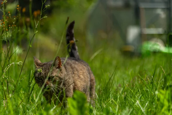 Curved Mouth Male Cat Green Grass Meadow Summer Sunny Fresh — Stock Photo, Image