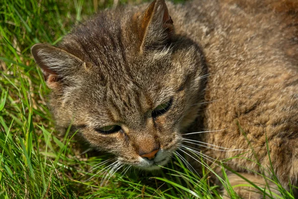 Kucing Jantan Mulut Melengkung Padang Rumput Hijau Musim Panas Hari — Stok Foto